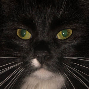 Meet your Posher, Marley